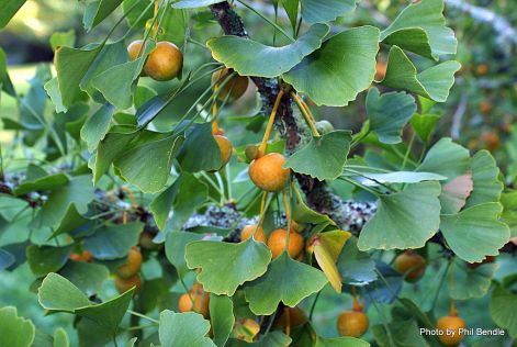 A gingko biloba és az étvágy